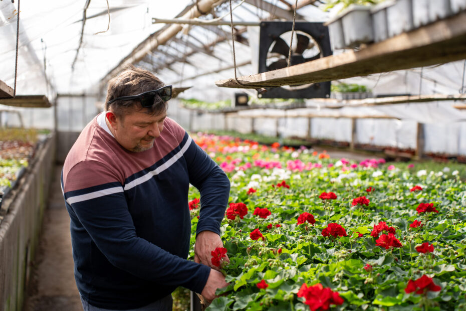Jaroslav Brůžek při práci ve skleníku městské zeleně ve Strakonicích, kde vznikají sezonní výsadby pro veřejná prostranství.