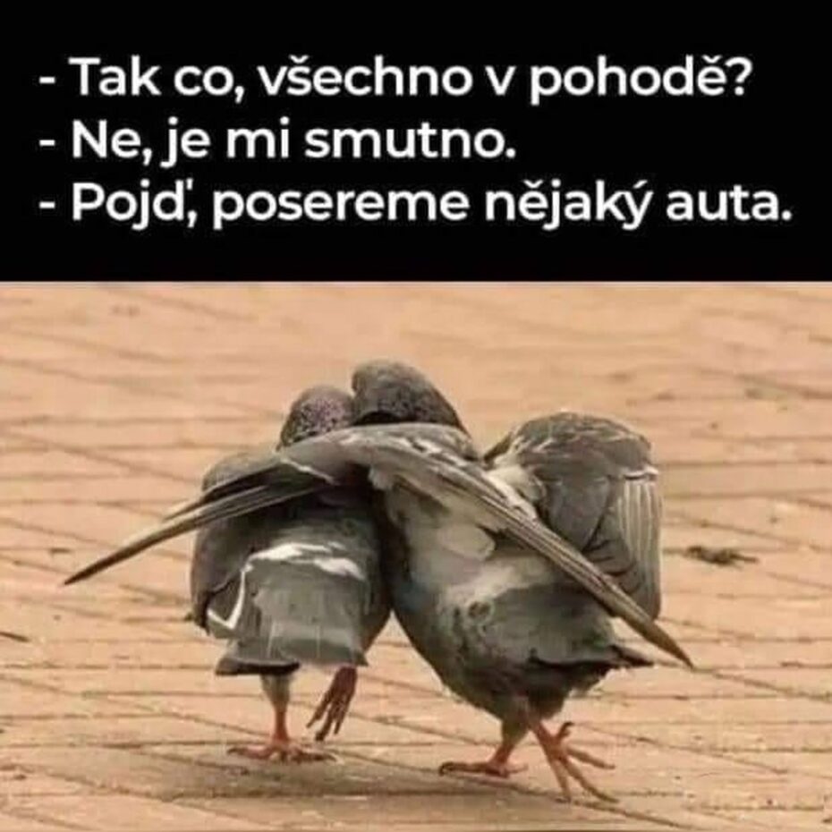 Holubí zvyky se staly námětem i různých vtípků.