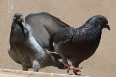 Holubí trus poškozuje budovy, pomníky a sochy.