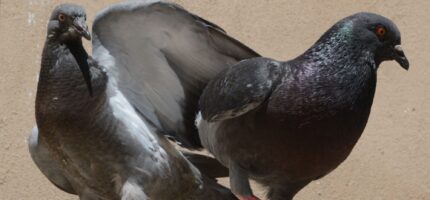 Holubí trus poškozuje budovy, pomníky a sochy.