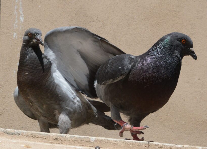 Holubí trus poškozuje budovy, pomníky a sochy.