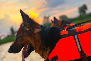 Záchranářští psi připravení k akci. Anketa hledá nové psí hrdiny.