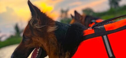 Záchranářští psi připravení k akci. Anketa hledá nové psí hrdiny.