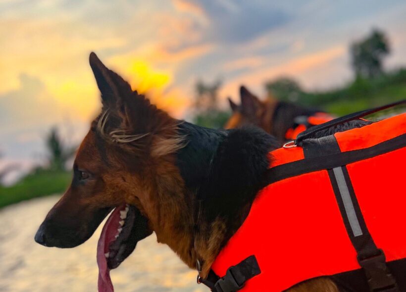 Záchranářští psi připravení k akci. Anketa hledá nové psí hrdiny.