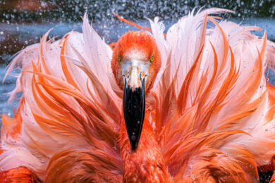 Plameňáci jsou vlajková zvířata nové kampaně Mokřady pro život. Na snímku je plameňák kubánský při koupeli. 