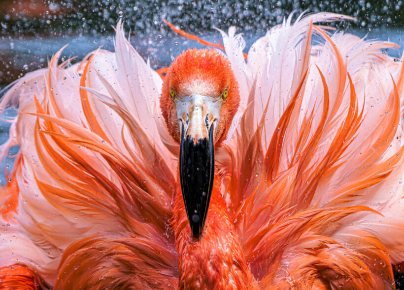 Plameňáci jsou vlajková zvířata nové kampaně Mokřady pro život. Na snímku je plameňák kubánský při koupeli. 