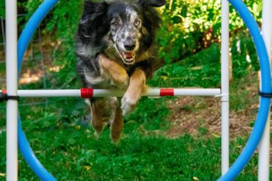 Pes při skoku přes agility překážku. Podobné prvky budou součástí nového moderního psího hřiště, které má v příštích letech vzniknout v Holešovicích.