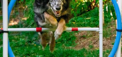 Pes při skoku přes agility překážku. Podobné prvky budou součástí nového moderního psího hřiště, které má v příštích letech vzniknout v Holešovicích.