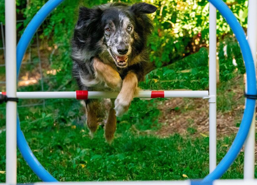 Pes při skoku přes agility překážku. Podobné prvky budou součástí nového moderního psího hřiště, které má v příštích letech vzniknout v Holešovicích.