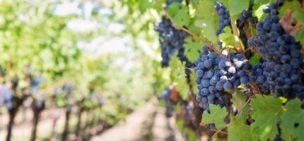 Pražské vinice lákají na víkendové putování. Devatenáct vinohradů otevře své svahy i příběhy.