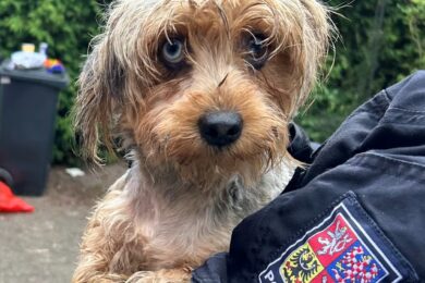 Jeden ze 165 psů zachráněných z domu na Mladoboleslavsku. Policisté a veterináři je odvezli do bezpečí ze zcela nevyhovujících podmínek.