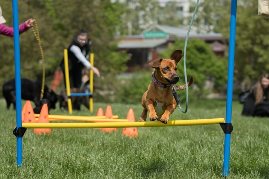 Agility skok patří k nejoblíbenějším disciplínám Psího dne. Malí i velcí psí sportovci tu předvádějí rychlost, obratnost i chuť soutěžit.