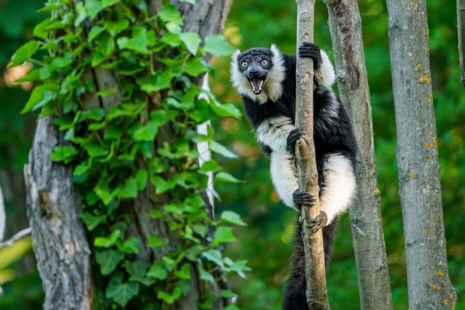 Bezpečnost návštěvníků i zvířat na Ostrově lemurů hlídají pracovníci Zoo Praha. Zvířat se není možné dotýkat ani je krmit.