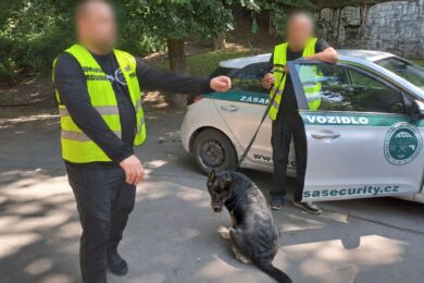 Hlídce pomáhá udržovat pořádek také fenka Ziva.  