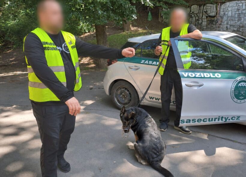 Hlídce pomáhá udržovat pořádek také fenka Ziva.  