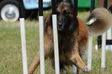 Agility ukázka, která bude součástí programu akce Psi na Desítce v Malešickém parku.