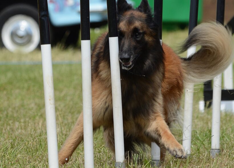 Agility ukázka, která bude součástí programu akce Psi na Desítce v Malešickém parku.