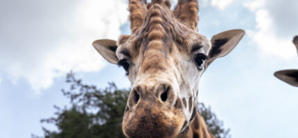Nový chovný samec Finn při pohledu zblízka. Snímek vznikl ještě v nizozemském Safariparku Beekse Bergen, odkud žirafa do Prahy přicestovala.