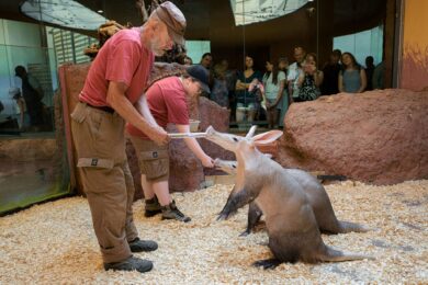 Hrabáči kapští se při krmení probouzejí k aktivitě. V Africkém domě je mohou návštěvníci o víkendu sledovat z bezprostřední blízkosti při komentovaném krmení.
