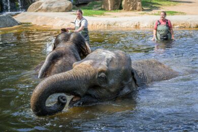 Koupání slonů v Údolí slonů — jeden z hlavních momentů oslav Světového dne slonů v Zoo Praha.