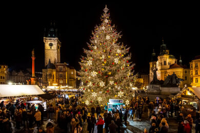 Vánoční strom je každoročně dominantou adventních trhů na Staroměstském náměstí. Ten pro letošní Vánoce ale Praha stále hledá.